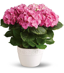Happy Hydrangea - Pink from Gilmore's Flower Shop in East Providence, RI